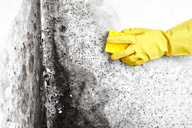 Forensic Mold Investigation in Lake Success, NY